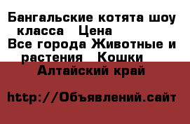 Бангальские котята шоу класса › Цена ­ 25 000 - Все города Животные и растения » Кошки   . Алтайский край